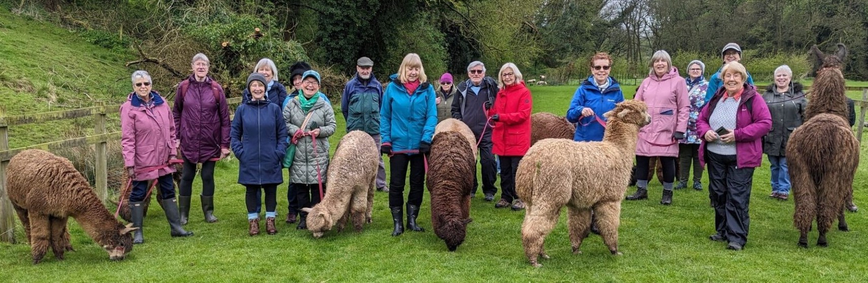 u3a group with alpacas